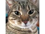 Adopt Stardust a Domestic Short Hair