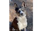 Adopt Astra a Husky