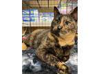 Adopt Kahlua a Tortoiseshell, Domestic Short Hair