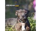 Adopt Smiley a Pit Bull Terrier