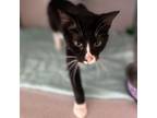 Adopt Maddy a Domestic Short Hair