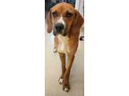 Adopt Damsel a Boxer