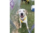 Adopt Elodie a Hound