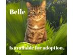 Adopt Belle a Tabby