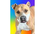 Adopt Kyra- foster needed! a American Staffordshire Terrier, Pit Bull Terrier