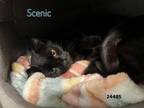 Adopt Scenic a Domestic Short Hair