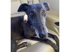 Adopt Betty a Greyhound