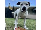 Adopt Dior a Jack Russell Terrier