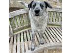 Adopt Lou a Australian Cattle Dog / Blue Heeler, Mixed Breed