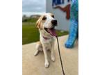 Adopt Lola a Border Collie, Pointer