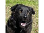 Adopt Onyx a Labrador Retriever, Chow Chow