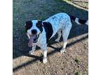 Adopt Mindy a Cattle Dog