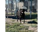 Adopt Cortana a Labrador Retriever