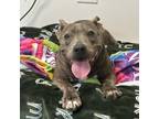 Adopt Luci a American Staffordshire Terrier