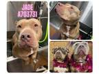 Adopt JADE a American Staffordshire Terrier