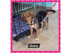 Adopt Hayley a Hound, Mixed Breed
