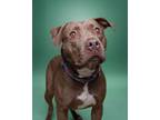 Adopt Macchiato a Pit Bull Terrier