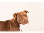 Adopt Macchiato a Pit Bull Terrier