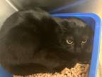 Adopt Piggy - Barn Cat a Domestic Short Hair