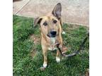 Adopt Zelda a Shepherd, Boxer