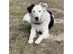 Adopt Ruby a Border Collie, Mixed Breed