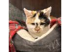 Adopt Daisy a Domestic Short Hair