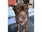 Adopt Belle a Mixed Breed