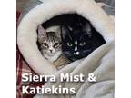 Adopt Sierra Mist and Katiekins a Domestic Short Hair