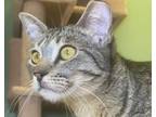 Adopt Trudy a Domestic Short Hair