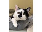 Adopt Saylor a Domestic Short Hair