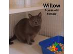 Adopt Willow a Russian Blue