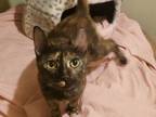 Adopt Claudia great cat buddy for your cat a Domestic Short Hair, Tortoiseshell