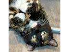 Adopt Sweet Beauty a Domestic Short Hair