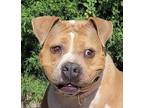 Adopt Heavenly Ms Hildie ~ House Girl Extraordinaire! a American Bully