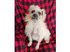 Adopt Sweetie Pie Scruffles ~ ?Cuddle Muffin !!! a Pug, Cairn Terrier