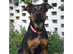 Adopt Sunnie a Rottweiler