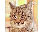 Adopt Daisy a Domestic Short Hair