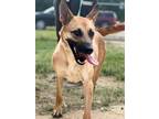 Adopt BRIGETTE (21D-0712) a Shepherd