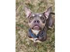 Adopt Penny a American Bully