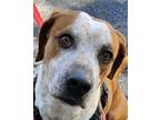 Adopt Daisy! ~ Sweet. Well Trained. Respectful!! a Coonhound, Hound