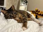 Adopt SCOTTIE (blind) a Tabby