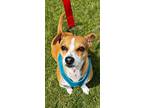 Adopt Ginger Marley a Jack Russell Terrier, Parson Russell Terrier