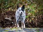Adopt Andie a Australian Cattle Dog / Blue Heeler
