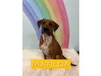 Adopt MATILDA/survivor a Boxer, Beagle