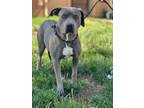 Adopt Susie a Staffordshire Bull Terrier