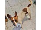 Adopt Gypsy a Jack Russell Terrier