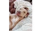 Adopt Molly B Golly a Weimaraner, American Staffordshire Terrier