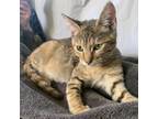 Adopt Dorothea a Domestic Short Hair