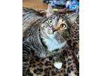 Adopt Mimi (Minnie) a Domestic Short Hair