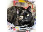 Adopt Juni a Domestic Short Hair